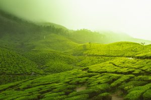 Kerala Tourism