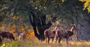 wildlife sanctuaries in Kerala